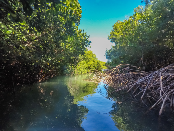 Corendon start met schoonmaken mangrovebos