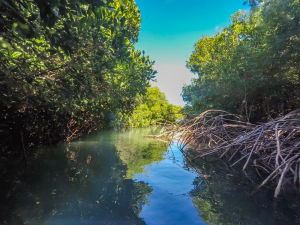 Corendon starts cleaning mangrove forest